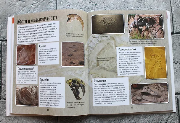 Книга История жизни на Земле. От бактерии до человека (Фелиция Ло) — 7