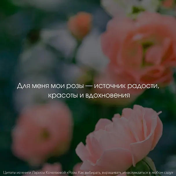 Книга Розы. Как выбирать, выращивать и наслаждаться в любом саду (Лариса Кочелаева) — 8