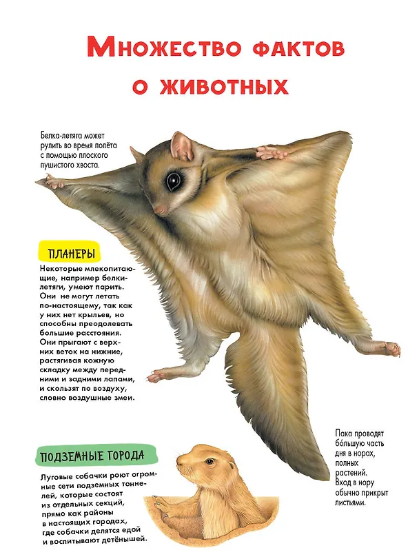 Книга Животные (Энн МакРей, Лоредана Агоста) — 5