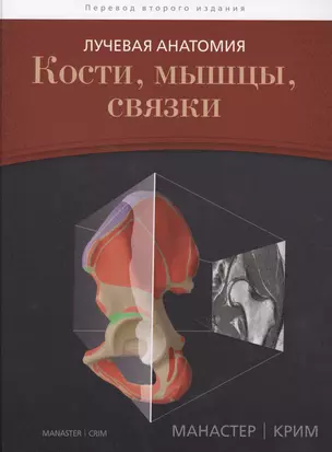 Лучевая анатомия. Кости, мышцы, связки — 2611821 — 1