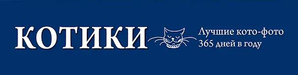 Книга Котики. Лучшие кото-фото. 365 дней в году () — 3