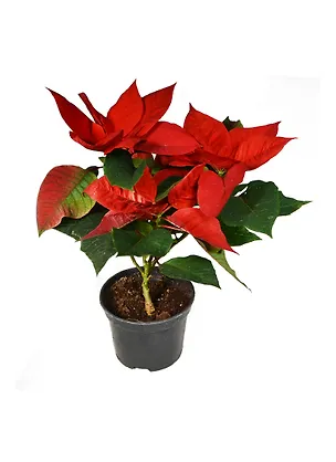 Пуансеттия красная 12см 2396580