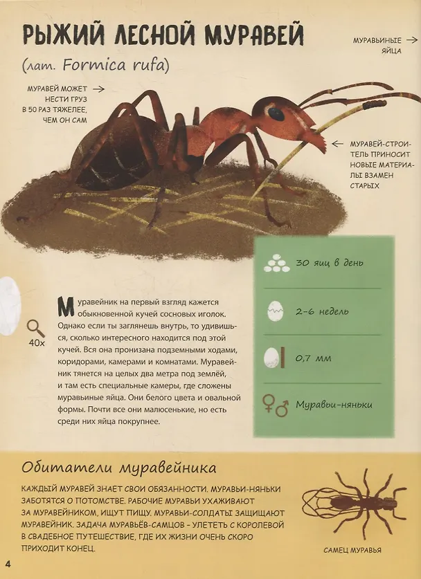 Книга Кто появляется на свет из яйца? (Маркета Новакова) — 4