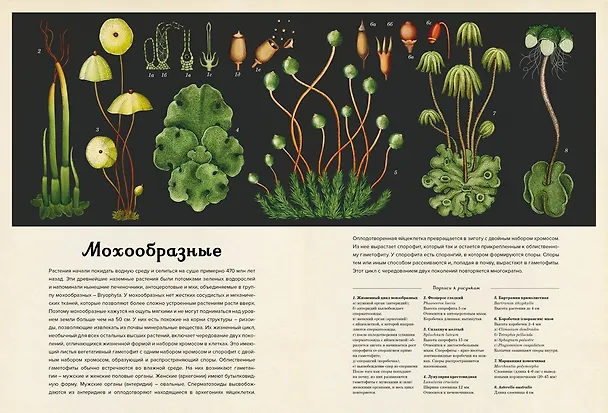 Книга Ботаникум (Кэти Уиллис) — 11