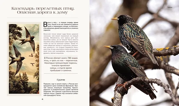 Книга Тайная жизнь леса. Русская природа в фактах и зарисовках (Наталья Савилова) — 7