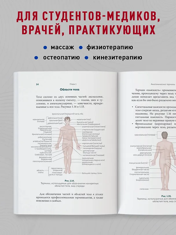 Книга Современный атлас анатомии человека. Карманное пособие по строению костей, мышц, миофасциальных цепей и принципам движения тела (Крис Джарми) — 7