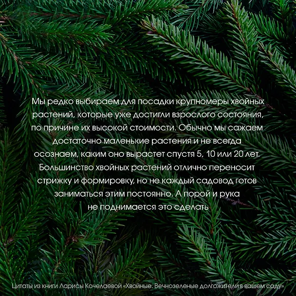 Книга Энциклопедия хвойных растений. Вечнозелёные долгожители в вашем саду (Лариса Кочелаева) — 8