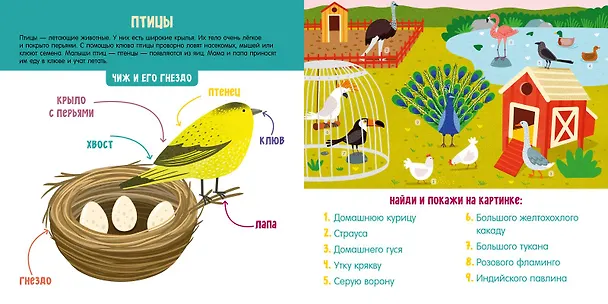 Книга Животные. Визуальный словарь (Анна Парамонова) — 4