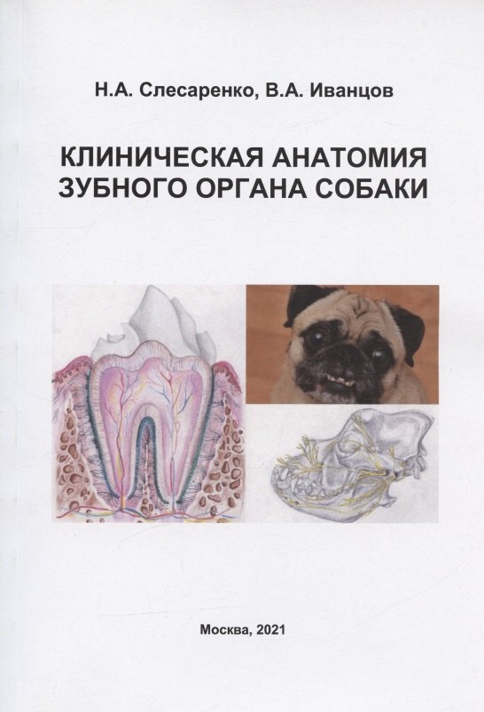 

Клиническая анатомия зубного органа собаки. Учебно-методическое пособие