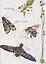 В джунглях не только тигры. Бабочки-стрекозки — 2759357 — 3
