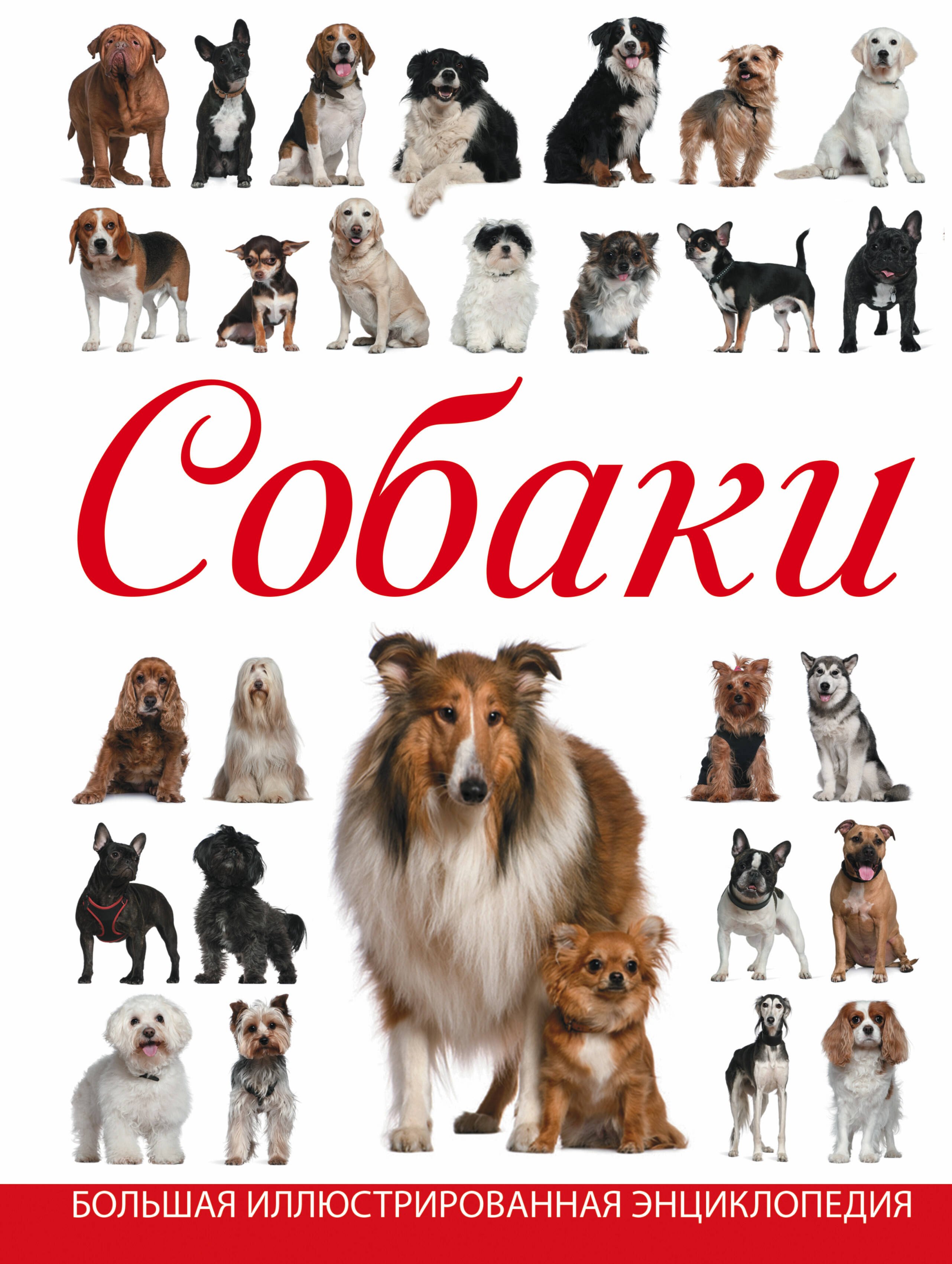 

Собаки