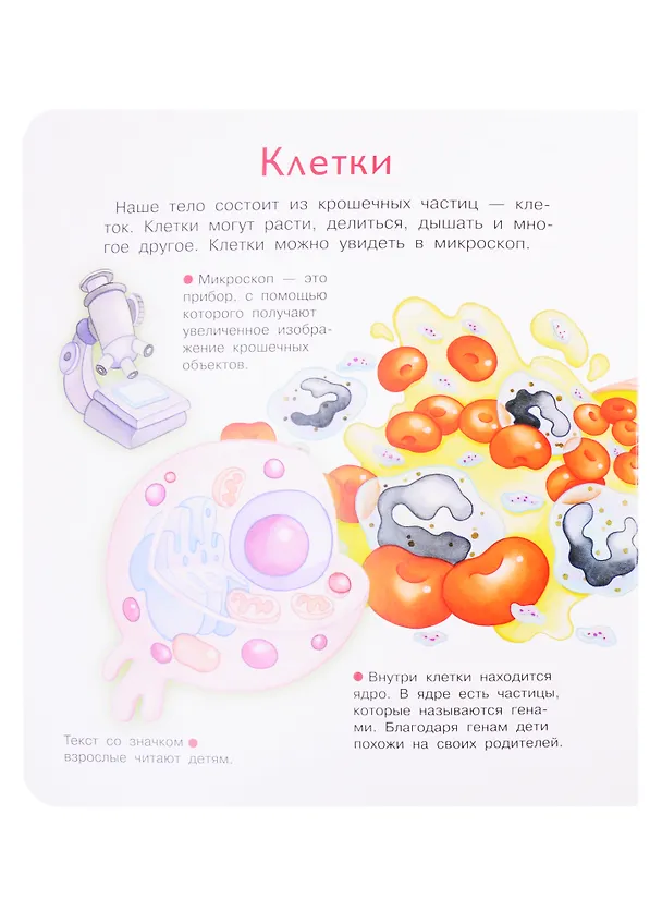 Книга Что? Почему? Зачем? Наше тело. 36 волшебных окошек (Элеонора Барсотти) — 2