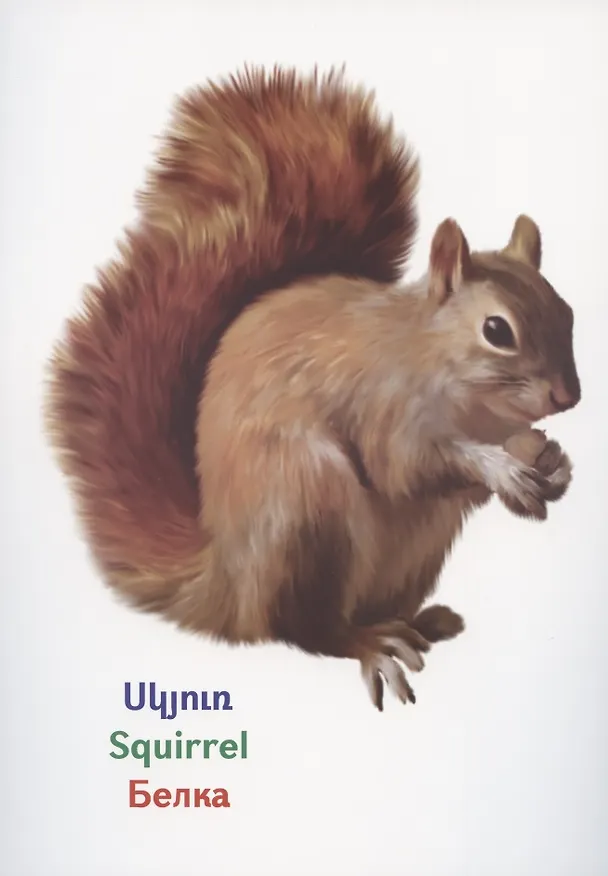 Книга Обучающие карточки. Дикие животные леса (на армянском языке) () — 3