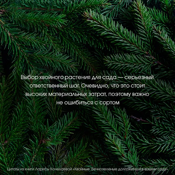 Книга Энциклопедия хвойных растений. Вечнозелёные долгожители в вашем саду (Лариса Кочелаева) — 10