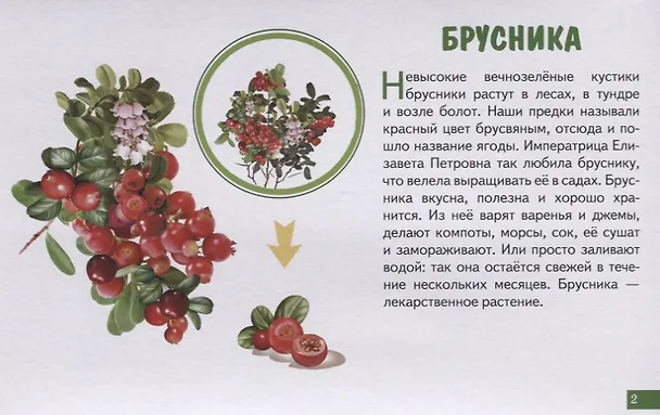 Книга Лесные ягоды. Обучающие карточки () — 3
