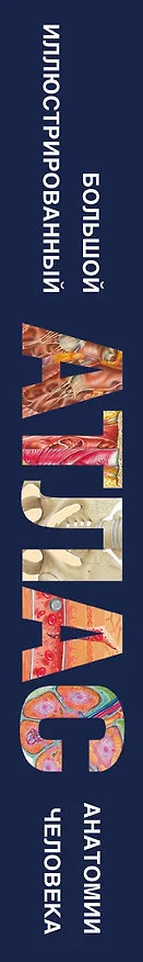 Книга Энциклопедический атлас человеческого тела (ISBN 5-17-038347-9 в суперобложке "Большой иллюстрированный атлас анатомии человека") (Т. Карпенко) — 3
