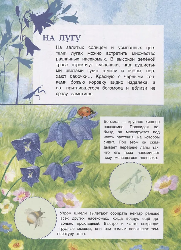 Книга Мир насекомых. Познавательные наклейки () — 4