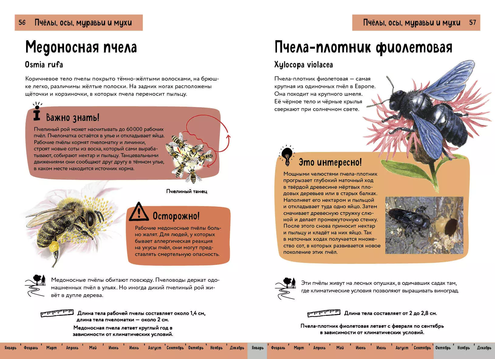 Насекомые. Краткий иллюстрированный справочник (Бэрбель Офтринг) - купить  книгу с доставкой в интернет-магазине «Читай-город». ISBN: 978-5-04-193147-6