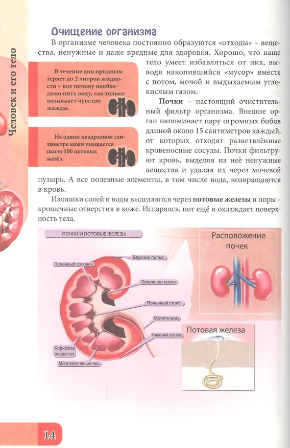 Книга ЭНЦИКЛОПЕДИЯ. В МИРЕ ЗНАНИЙ. ЧЕЛОВЕК И ЕГО ТЕЛО (Оксана Балуева) — 5