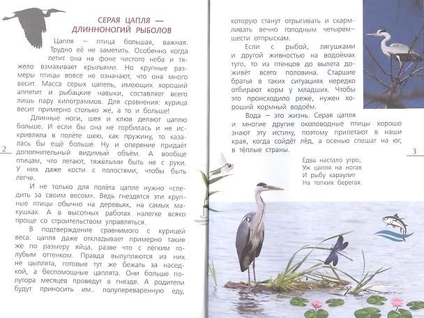 Книга Наши птицы.Определитель для детей (Василий Вишневский) — 2