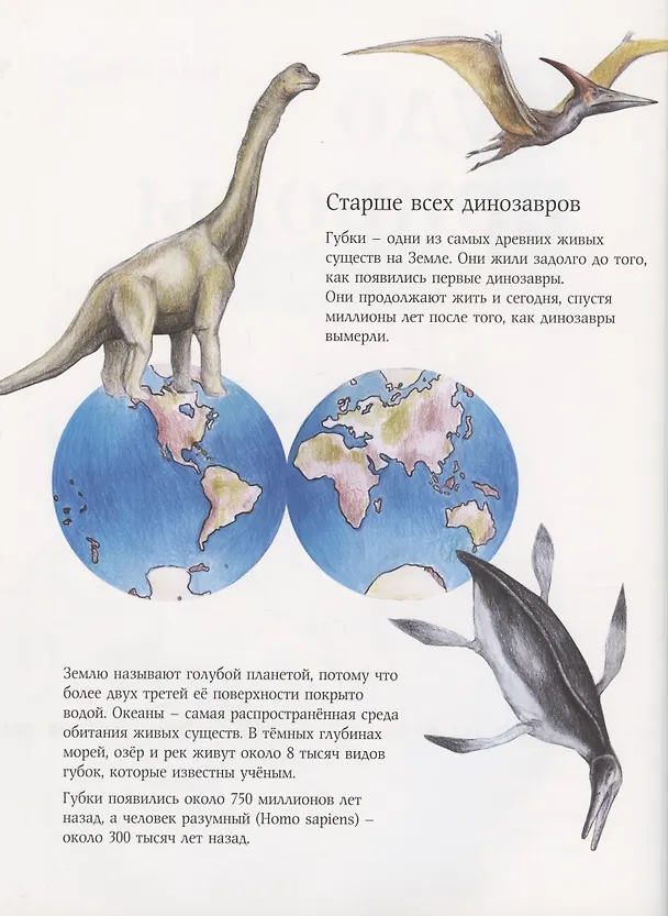 Книга Чудо природы. История морской губки (Нинон Амманн) — 2