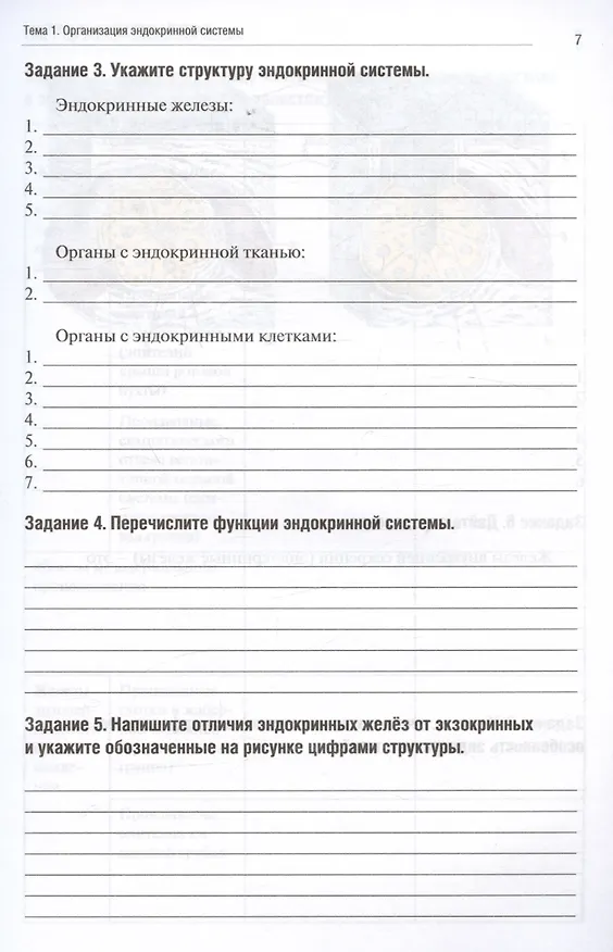 Книга Анатомия человека. Спланхнология. Часть 6. Эндокринная, иммунная и лимфатическая системы. Тетрадь-практикум (Ольга Абанина, Анна Олсуфьева, Мария Кузнецова) — 3