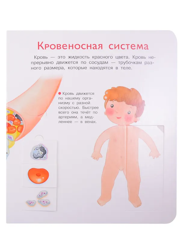 Книга Что? Почему? Зачем? Наше тело. 36 волшебных окошек (Элеонора Барсотти) — 3