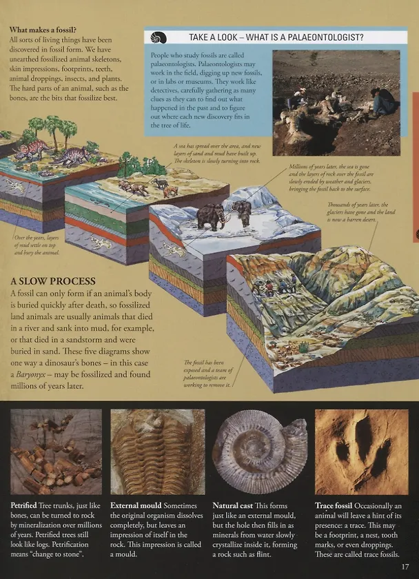 Книга Dinosaurs a children's encyclopedia () — 6