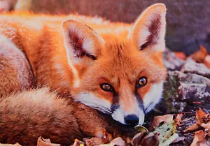 Алмазная мозаика ТМ Рыжий кот 30*40 (класс) полное заполнение c подрамником Хитрая лисичка FC036