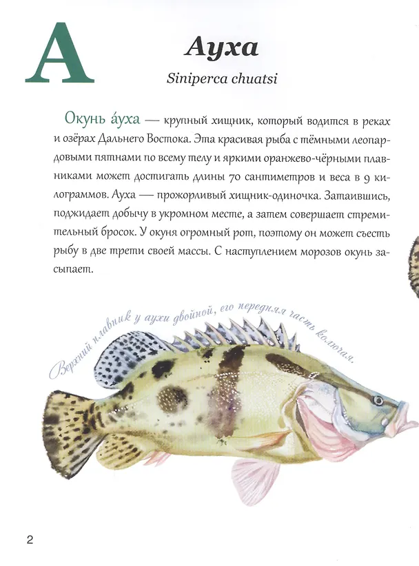 Книга Азбука природы Дальнего востока (Маша Шебеко) — 2