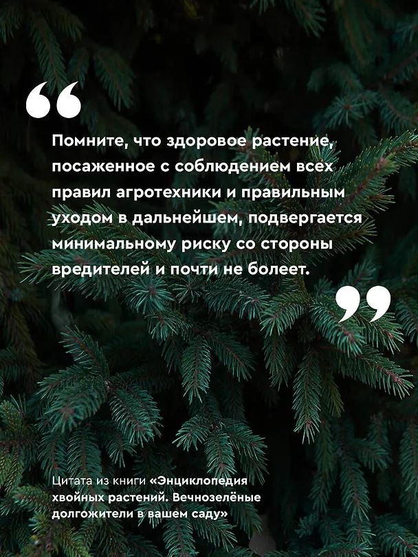 Книга Энциклопедия хвойных растений. Вечнозелёные долгожители в вашем саду (Лариса Кочелаева) — 7