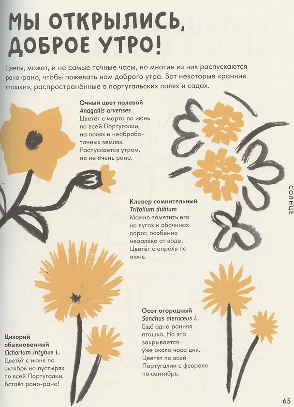 Книга Солнце. Воздух (Изабель Миньош Мартинш) — 8