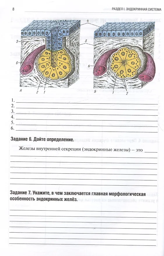 Книга Анатомия человека. Спланхнология. Часть 6. Эндокринная, иммунная и лимфатическая системы. Тетрадь-практикум (Ольга Абанина, Анна Олсуфьева, Мария Кузнецова) — 4