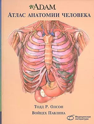 Атлас анатомии человека — 2611840 — 1