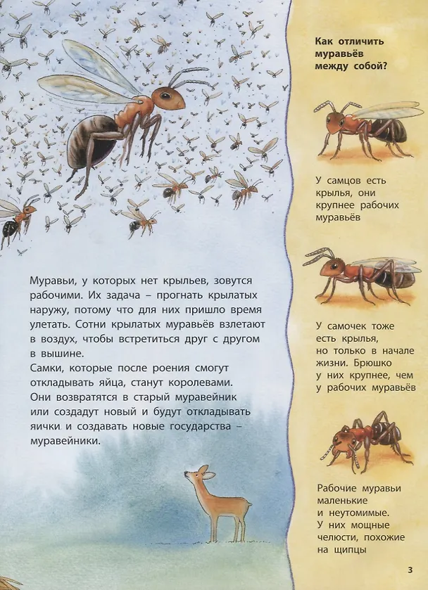 Книга Где живёт муравьишка. Познавательные истории (Фридерун Райхенштеттер) — 2