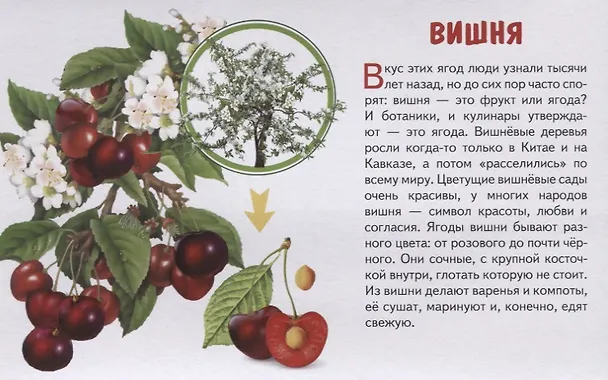 Книга Обучающие карточки "Садовые ягоды" () — 5