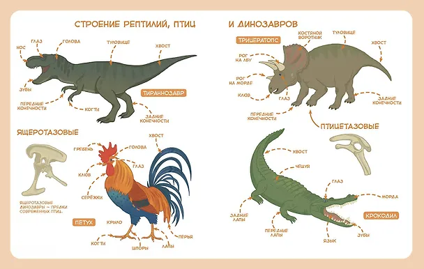 Книга Животные. Детская энциклопедия (Максим Политкин) — 6