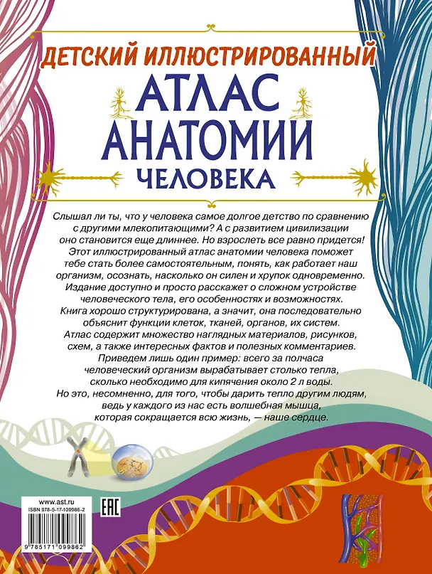 Книга Детский иллюстрированный атлас анатомии человека (Анна Спектор) — 2