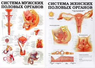 Плакат Система женских половых органов / Система мужских половых органов (690х490) (м/гл) — 2053936 — 1