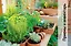 Сад и огород в горшках и контейнерах — 2750797 — 2