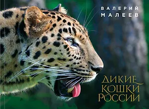 Дикие кошки России: иллюстрированный авторский фотоальбом