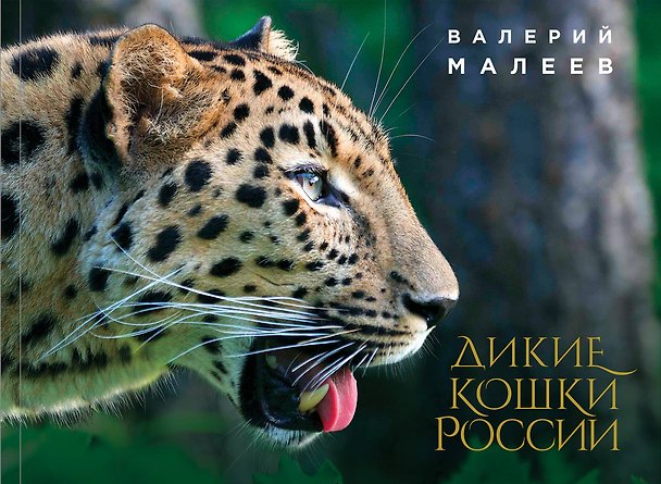Книга Дикие кошки России: иллюстрированный авторский фотоальбом (Валерий Малеев) — 1