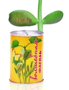 Сувенир Прорастай-ка Волшебная Фасоль (b-1)