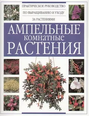 Ампельные комнатные растения — 2062524 — 1