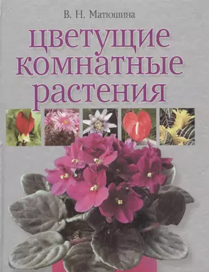 Цветущие комнатные растения — 1813254 — 1