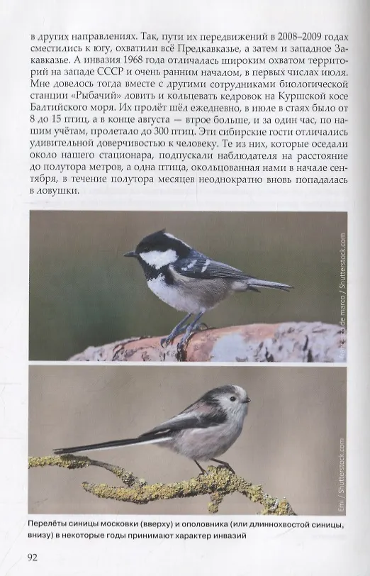 Книга Загадки птичьих миграций (Владимир Паевский) — 3