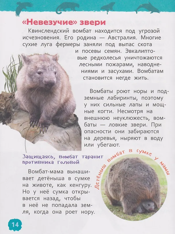 Книга Красная книга мира. Энциклопедия для детского сада (Лариса Клюшник) — 6