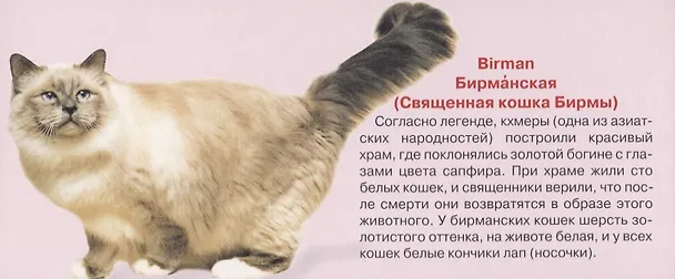 Книга Любимые кошки. Карточки () — 2