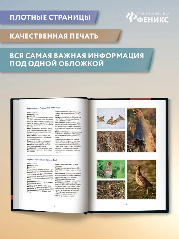 Книга Птицы Европейской части России: фотоопределитель (Владимир Храбрый) — 8