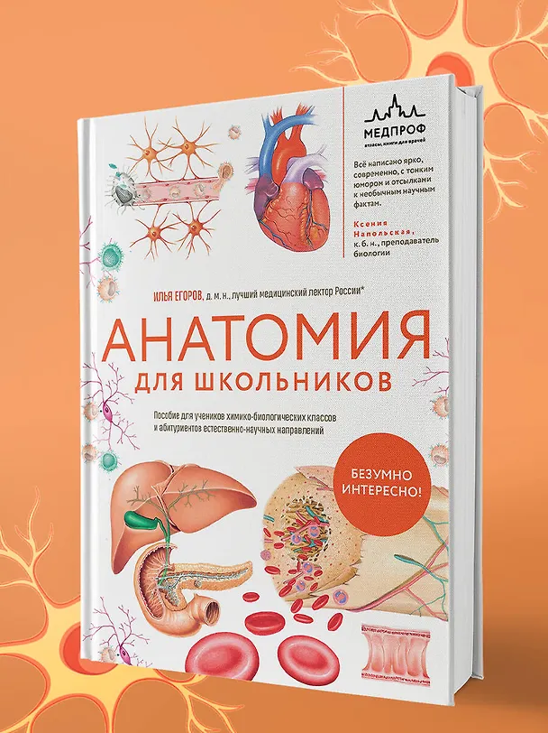 Книга Анатомия для школьников. Пособие для учеников химико-биологических классов и абитуриентов естественно-научных направлений (Илья Егоров) — 12
